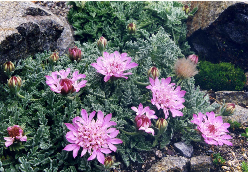 Pterocephalus pinardii en fleurs sur les éboulis calcaires des montagnes turques